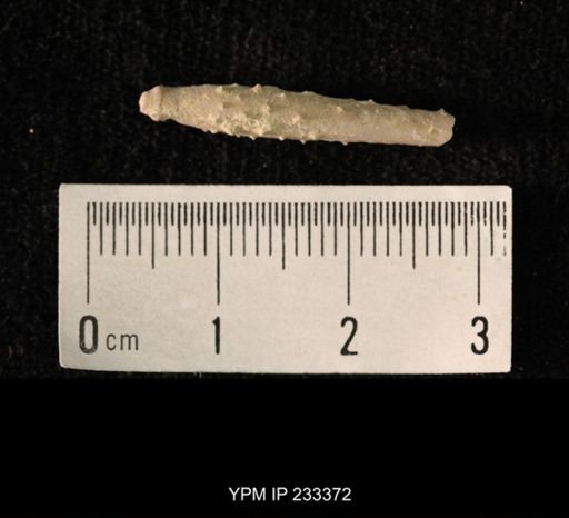 Archaeocidaris sp.