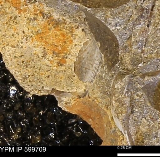 Protocardia subquadrata