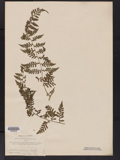 Dennstaedtia