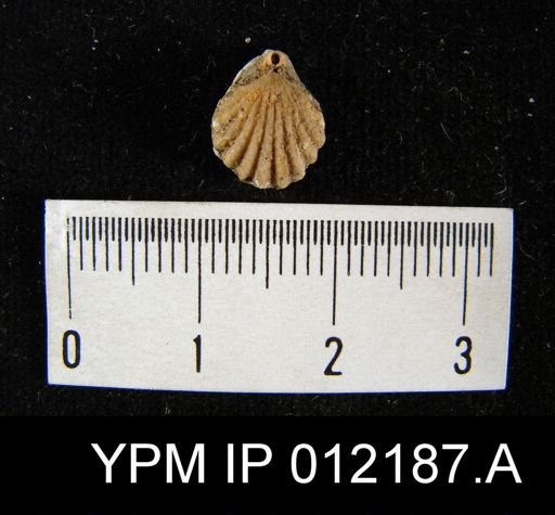 Hustedia papillata