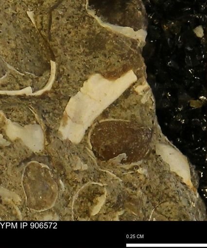 undet. Bivalvia