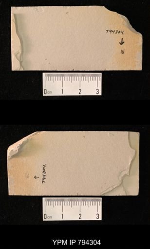 undet. Cicadidae