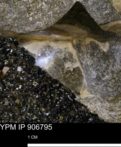 Pseudoptera sp.