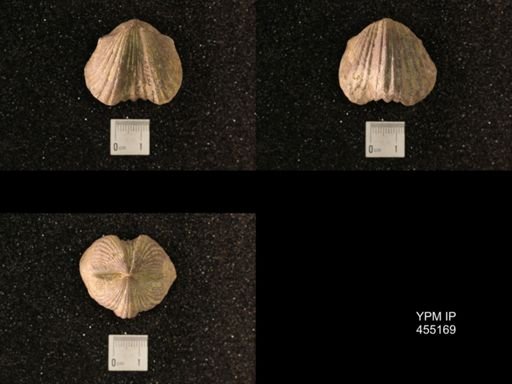Platystrophia ponderosa