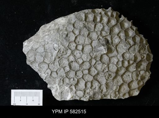 Hexagonaria sp.