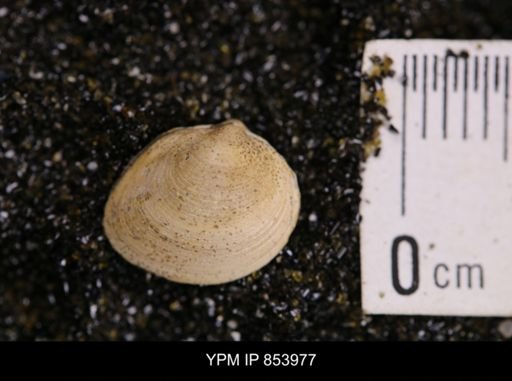 Limopsis striatopunctatus