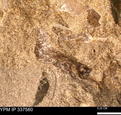 undet. Mollusca