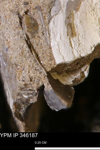 Limopsis striatopunctatus