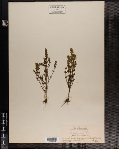Plantae