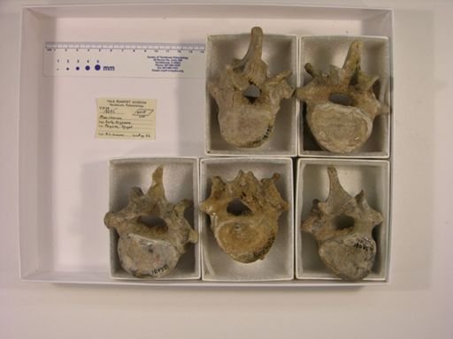 Moeritherium lyonsi