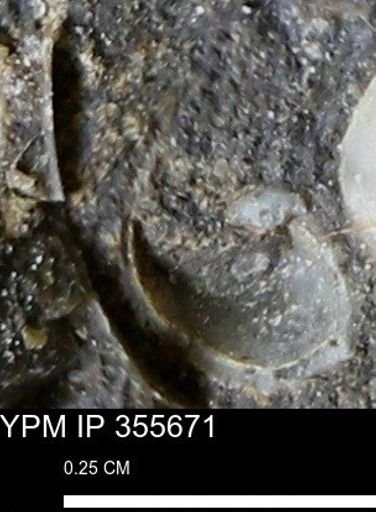 undet. Mollusca