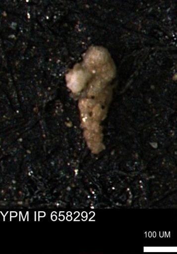 Verneuilinoides kansasensis