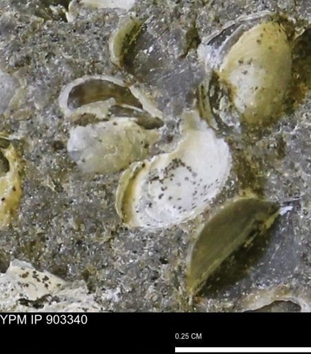 Corbulamella sp.