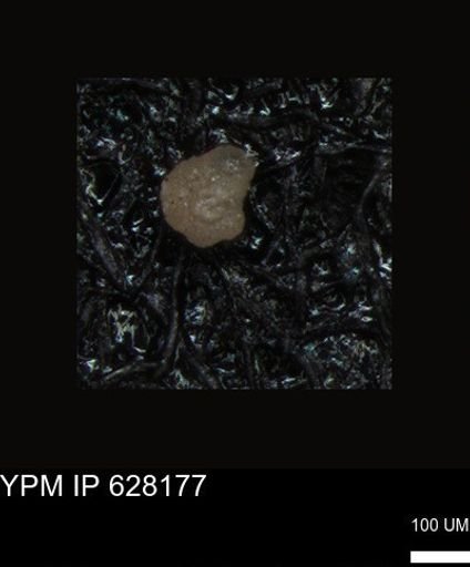 undet. Foraminiferida