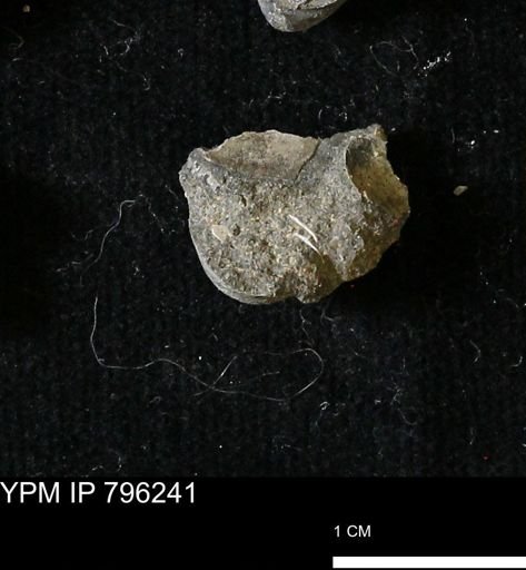 Protocardia subquadrata