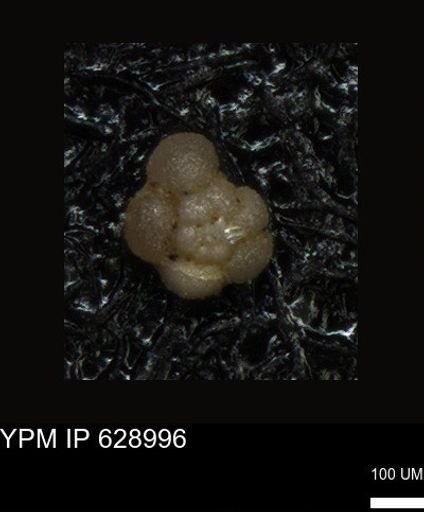undet. Foraminiferida