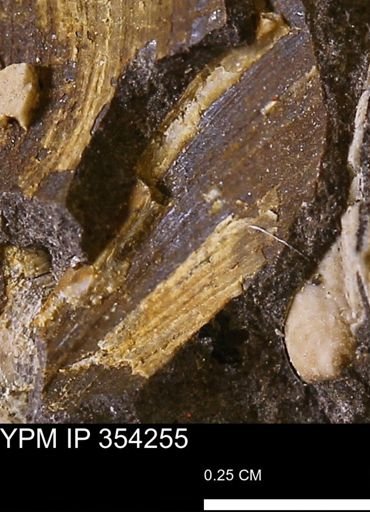 undet. Bivalvia