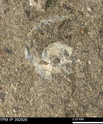 Scaphites sp.