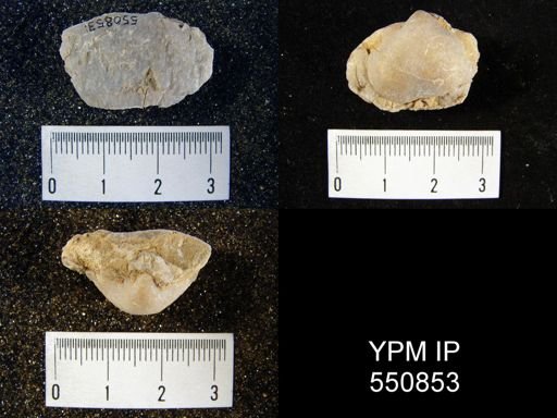 Pustula semipunctata