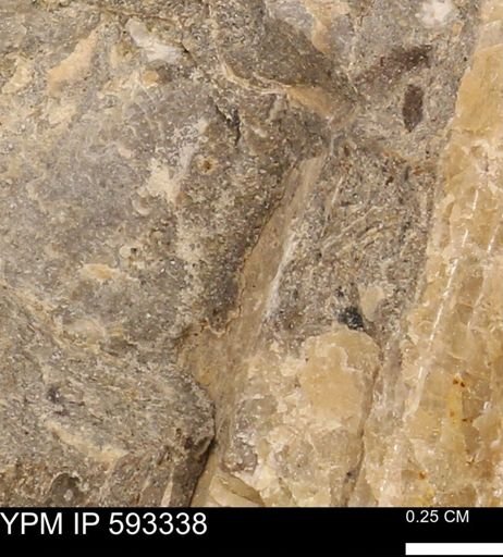 undet. Bivalvia