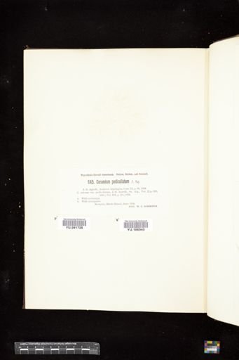 Ceramium pedicellatum