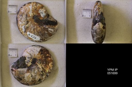 Hoploscaphites nicolletii