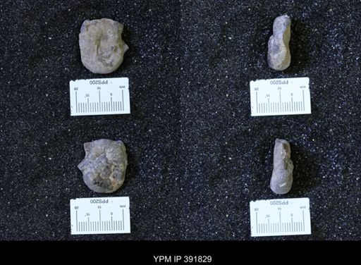 Scaphites whitfieldi