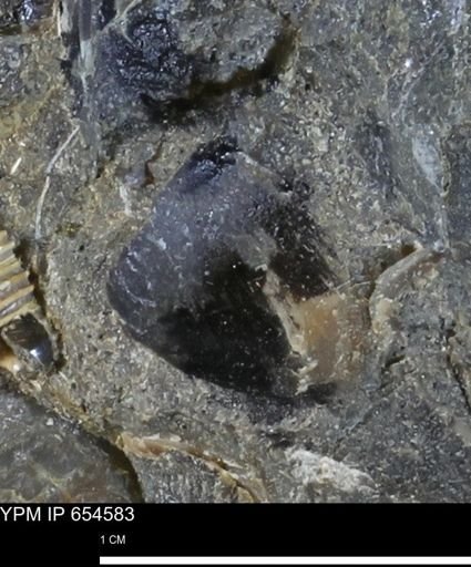 undet. Bivalvia