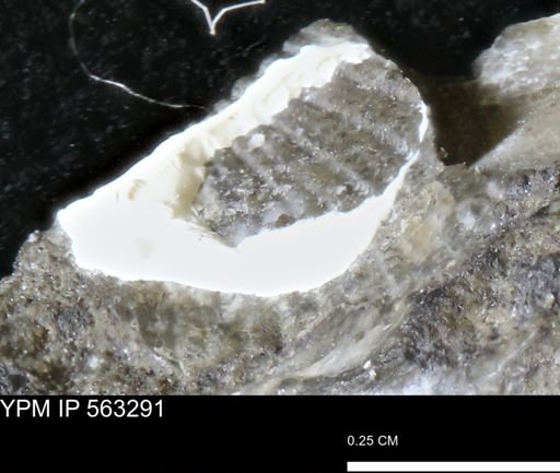Oxytoma (Hypoxytoma)
