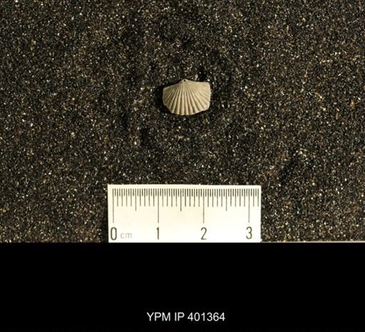 Plectorthis plicatella
