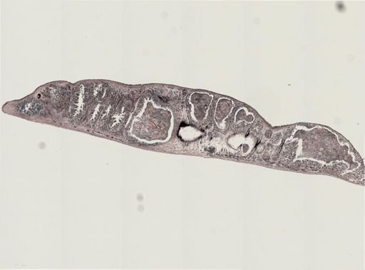 Foviella