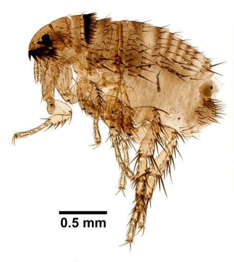 Siphonaptera