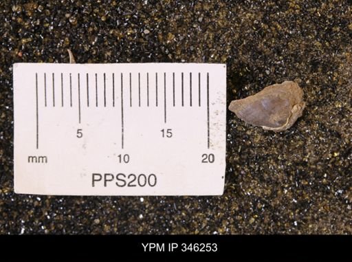 Limopsis striatopunctatus