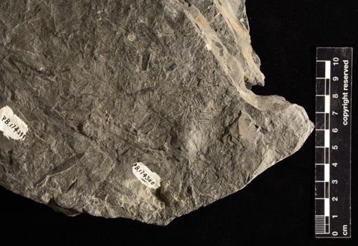Asterophyllites sp.