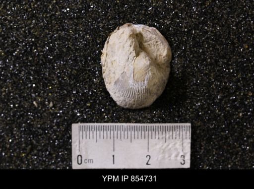 Neithea sp.