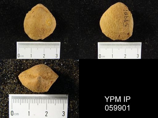 Meristella rostellata