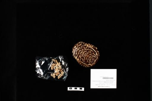 Terrapene ornata ornata