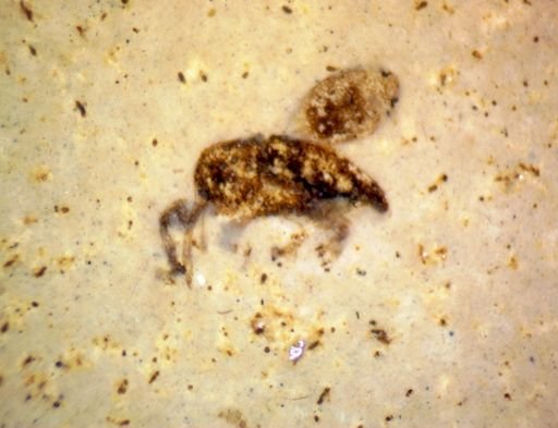 Coleoptera?