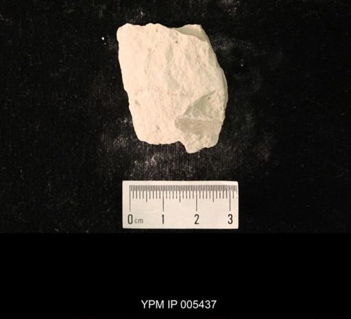 Protereisma permianum