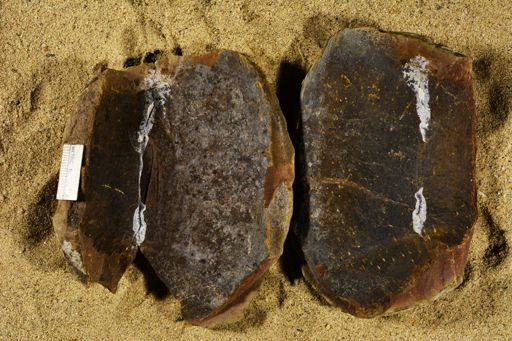 Stigmaria sp.
