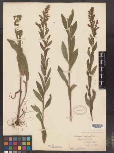 Solidago uliginosa