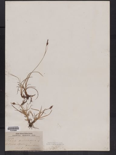 Carex