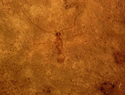 undet. Ichneumonoidea