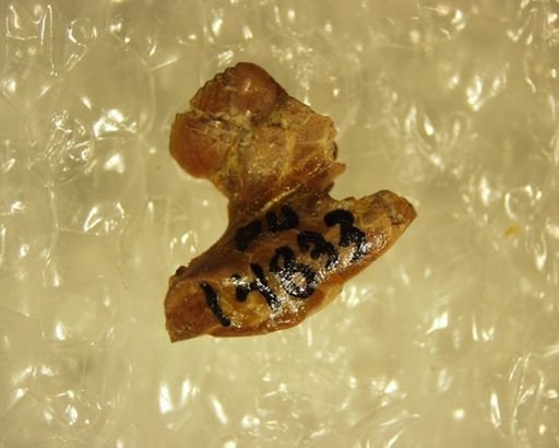 Multituberculata