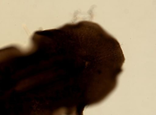 Prosthiostomum cyclops