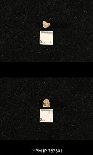 Meekella sp.