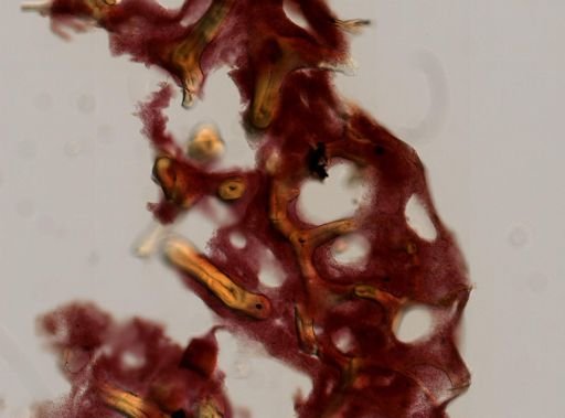 Aplysina