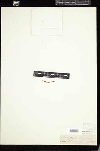 Delesseria sanguinea