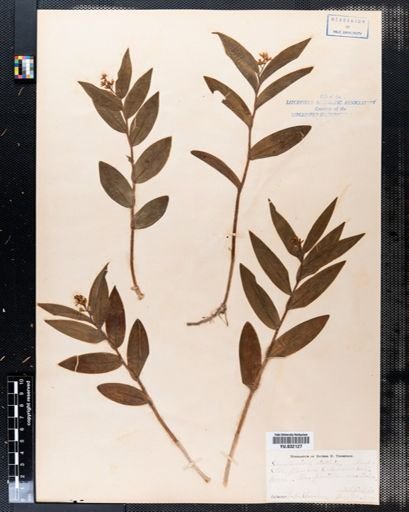 Maianthemum