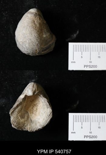 Gryphaea sp.